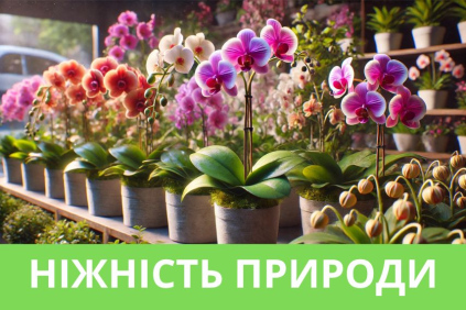 Кімнатні квіти